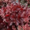 Heuchera Forever® Red 2 Heuchera Forever® Red -Garden Bloomy Shop x600 21914