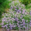Symphyotrichum Oblongifolium 'October Skies' 1 Symphyotrichum Oblongifolium 'October Skies' -Garden Bloomy Shop x600 21918