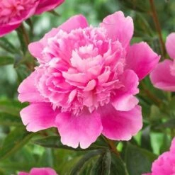 Peony 'Bouquet Perfect' -Garden Bloomy Shop x600 21930
