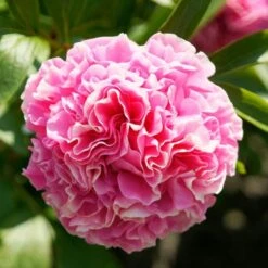 Peony 'Carnation Bouquet' -Garden Bloomy Shop x600 21932
