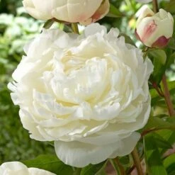 Peony 'Elsa Sass' -Garden Bloomy Shop x600 21933