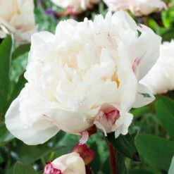 Peony 'Myrtle Gentry' 6 Peony 'Myrtle Gentry' -Garden Bloomy Shop x600 21942