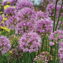 Pollinator Bulb & Perennial Garden -Garden Bloomy Shop x600 21950 1