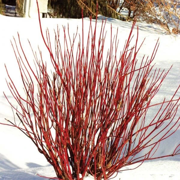 Cornus Stolonifera Arctic Fire® Red 4 Cornus Stolonifera Arctic Fire® Red - Image 2