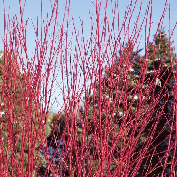 Cornus Stolonifera Arctic Fire® Red 5 Cornus Stolonifera Arctic Fire® Red - Image 3