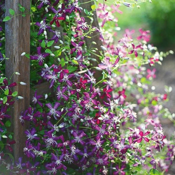 Clematis 'Sweet Summer Love' 3 Clematis 'Sweet Summer Love'
