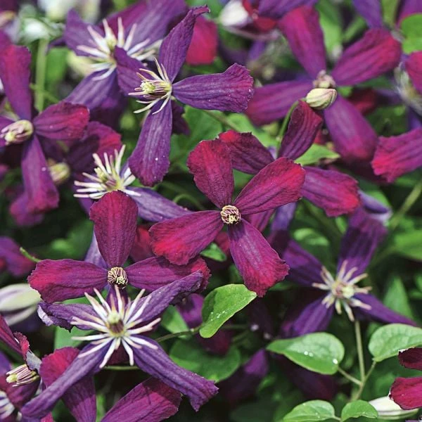 Clematis 'Sweet Summer Love' 4 Clematis 'Sweet Summer Love' - Image 2