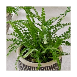 Lemon Button Fern Trio In Togo Pots