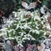 Galanthus Nivalis -Garden Bloomy Shop x600 22088