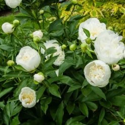 Peony 'Duchesse De Nemours' -Garden Bloomy Shop x600 22094