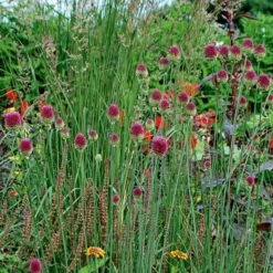 Allium Sphaerocephalon -Garden Bloomy Shop x600 22112
