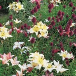 Allium Sphaerocephalon -Garden Bloomy Shop x600 22113