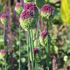 Allium Sphaerocephalon -Garden Bloomy Shop x600 22114