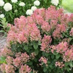Hydrangea Paniculata Little Quick Fire® -Garden Bloomy Shop x600 22162
