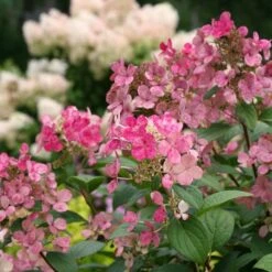Hydrangea Paniculata Little Quick Fire® -Garden Bloomy Shop x600 22163
