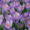 Crocus Tommasinianus