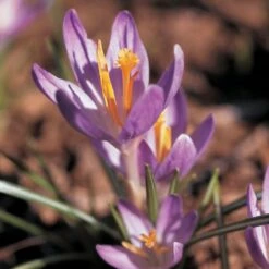 Crocus Tommasinianus -Garden Bloomy Shop x600 22172