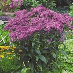 Monarch Butterfly Perennial Garden -Garden Bloomy Shop x600 22173