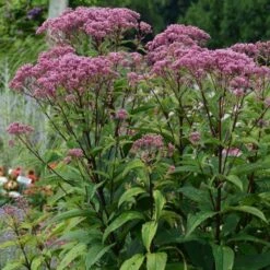 Eupatorium Dubium 'Baby Joe' -Garden Bloomy Shop x600 22174