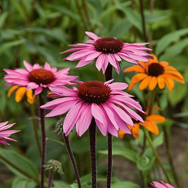 Echinacea Purpurea Prairie Pillars™ 'Merlot' 7 Echinacea Purpurea Prairie Pillars™ 'Merlot' - Image 5