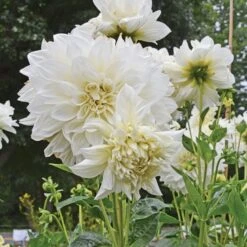 Dahlia 'White Perfection' -Garden Bloomy Shop x600 22188