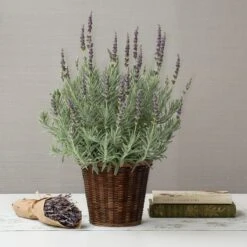 Lavender 'Goodwin Creek Grey' In 7" Woven Basket