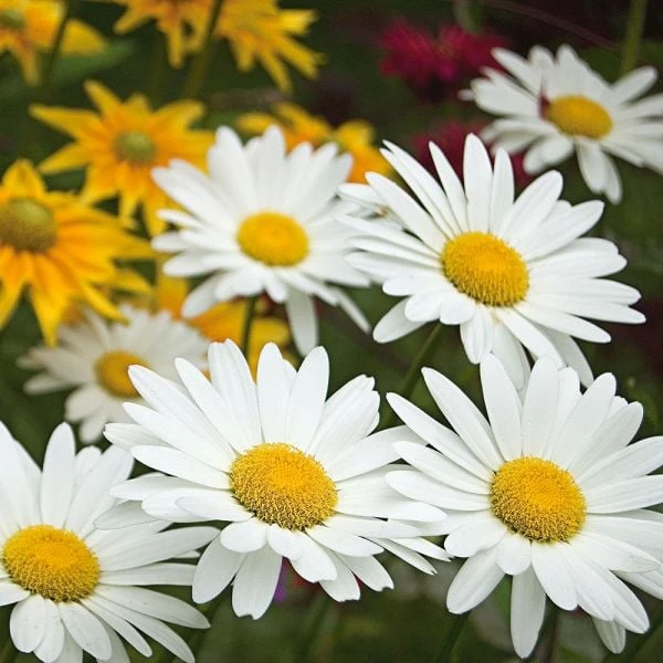 Leucanthemum X Superbum 'Becky' 4 Leucanthemum X Superbum 'Becky' - Image 2