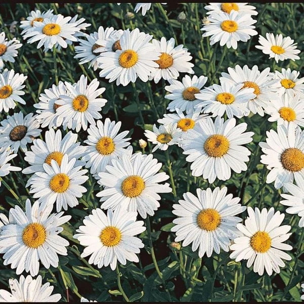 Leucanthemum X Superbum 'Becky' 3 Leucanthemum X Superbum 'Becky'