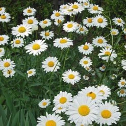 Leucanthemum X Superbum 'Becky' 7 Leucanthemum X Superbum 'Becky' -Garden Bloomy Shop x600 22203