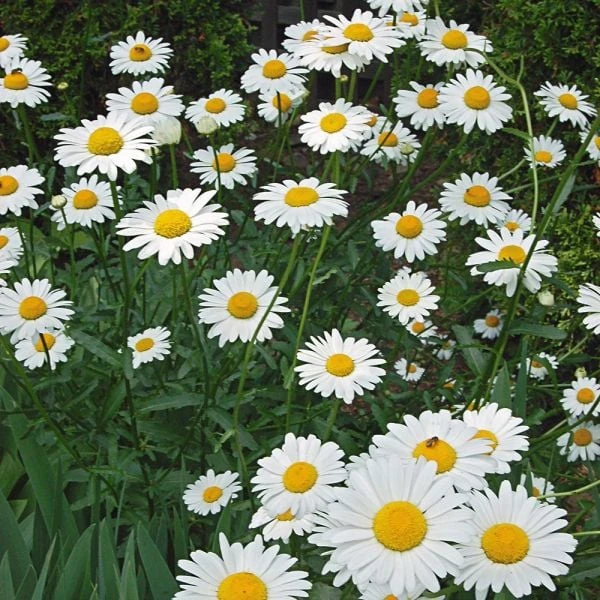 Leucanthemum X Superbum 'Becky' 5 Leucanthemum X Superbum 'Becky' - Image 3
