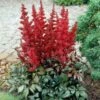 Astilbe X Arendsii 'Fanal' 1 Astilbe X Arendsii 'Fanal' -Garden Bloomy Shop x600 22206