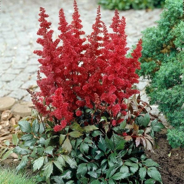 Astilbe X Arendsii 'Fanal' 3 Astilbe X Arendsii 'Fanal'