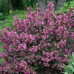 Weigela Florida Wine & Roses® 8 Weigela Florida Wine & Roses® -Garden Bloomy Shop x600 22209