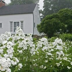 Phlox Paniculata 'David' 9 Phlox Paniculata 'David' -Garden Bloomy Shop x600 22213