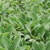 Stachys Byzantina 'Big Ears' -Garden Bloomy Shop x600 22216 1