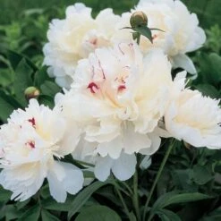 Peony 'Festiva Maxima'