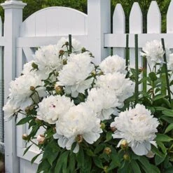 Peony 'Festiva Maxima' 9 Peony 'Festiva Maxima' -Garden Bloomy Shop x600 22225