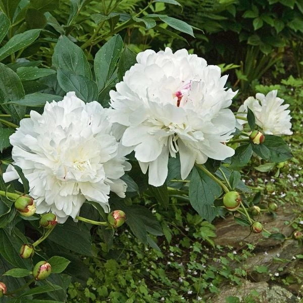 Peony 'Festiva Maxima' 6 Peony 'Festiva Maxima' - Image 4