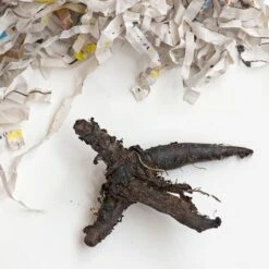 Mertensia Virginica -Garden Bloomy Shop x600 22299