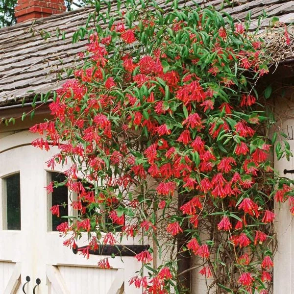 Lonicera Sempervirens 'Major Wheeler' 4 Lonicera Sempervirens 'Major Wheeler' - Image 2