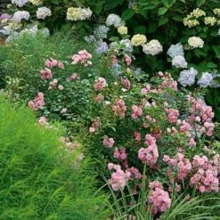 Rose 'The Fairy' -Garden Bloomy Shop x600 22305