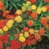 Asclepias Tuberosa Gay Butterflies Mix -Garden Bloomy Shop x600 22312