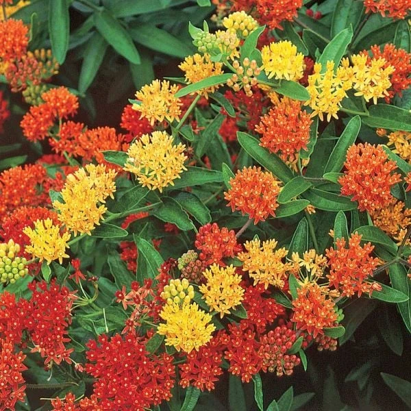 Asclepias Tuberosa Gay Butterflies Mix 3 Asclepias Tuberosa Gay Butterflies Mix