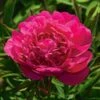 Peony 'Kansas' 2 Peony 'Kansas' -Garden Bloomy Shop x600 22313