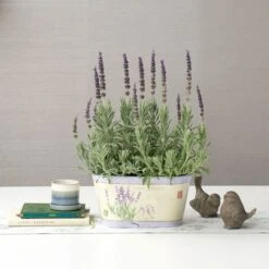 Lavender 'Goodwin Creek Grey' In Decorative Metal Cachepot 7 Lavender 'Goodwin Creek Grey' In Decorative Metal Cachepot -Garden Bloomy Shop x600 22357