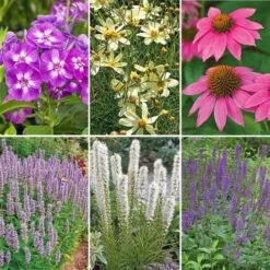 Pollinator Garden For Sun 18 Pollinator Garden For Sun -Garden Bloomy Shop x600 22426
