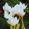 Crocus Speciosus 'Albus' -Garden Bloomy Shop x600 22432