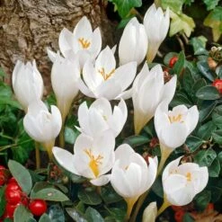 Crocus Speciosus 'Albus' -Garden Bloomy Shop x600 22433