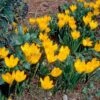 Sternbergia Lutea -Garden Bloomy Shop x600 22434