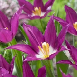 Tulip 'Purple Dream' -Garden Bloomy Shop x600 22454